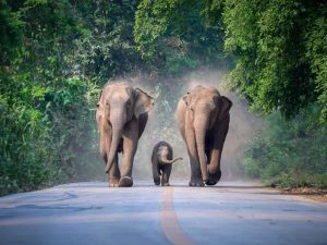 Twee volwassen olifanten en een babyolifant lopen op een weg richting de fotograaf, omringd door jungle.