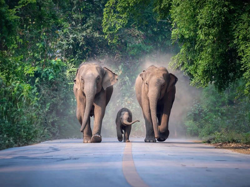 Twee volwassen olifanten en een babyolifant lopen op een weg richting de fotograaf, omringd door jungle.