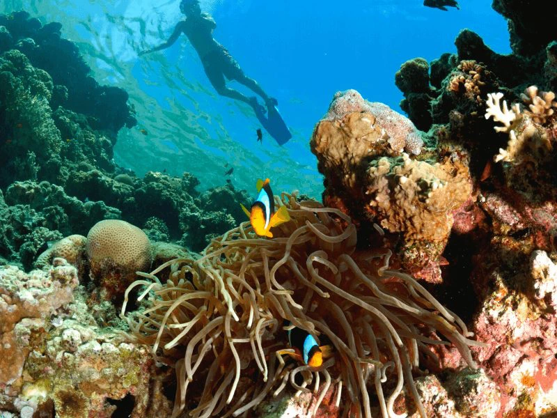 Onderwaterfoto van een snorkelaar die boven kleurrijk koraal zwemt. Op de voorgrond zie je een anemoon met twee clownvissen. Het water is helderblauw en vol leven.
