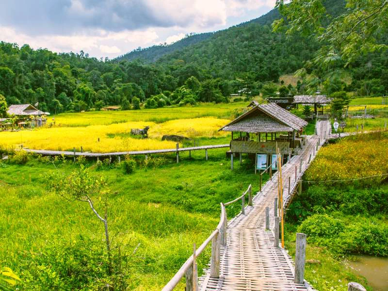 Een bamboebrug slingert door een felgroen en goudgeel landschap van rijstvelden in Noord-Thailand. Aan weerszijden staan houten hutjes met rieten daken en op de achtergrond liggen dichtbeboste heuvels onder een bewolkte lucht.