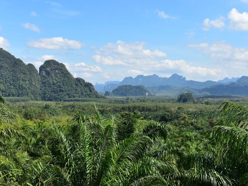 Uitzicht over een groene jungle met palmbomen op de voorgrond, begroeide kalkstenen rotsformaties op de achtergrond en een blauwe lucht met verspreide wolken.