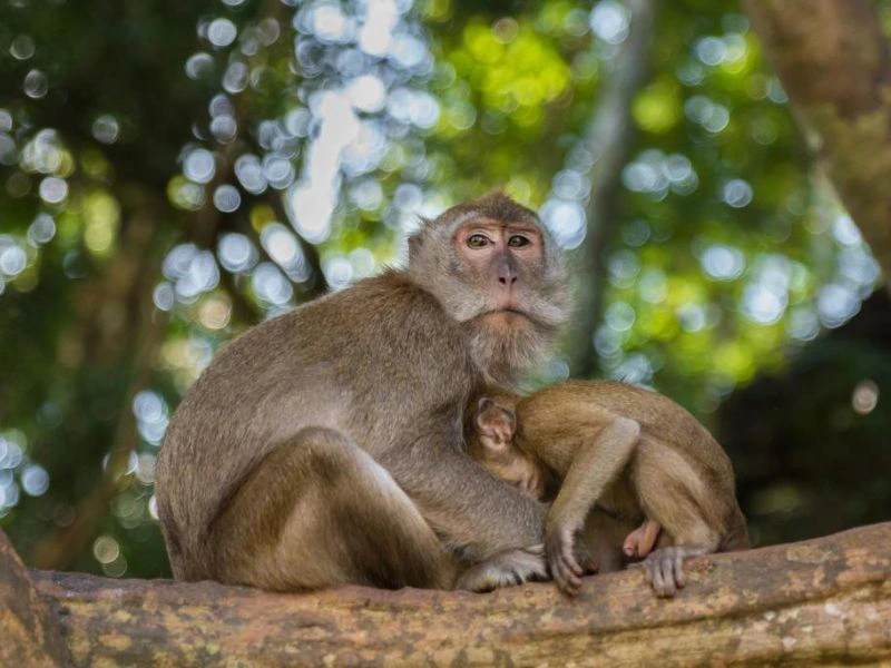 Een volwassen makaak zit op een boomtak in het bos met een jong aapje dat tegen zijn buik aan ligt. De achtergrond is onscherp en bestaat uit groene bladeren en zonlicht dat door de bomen valt.