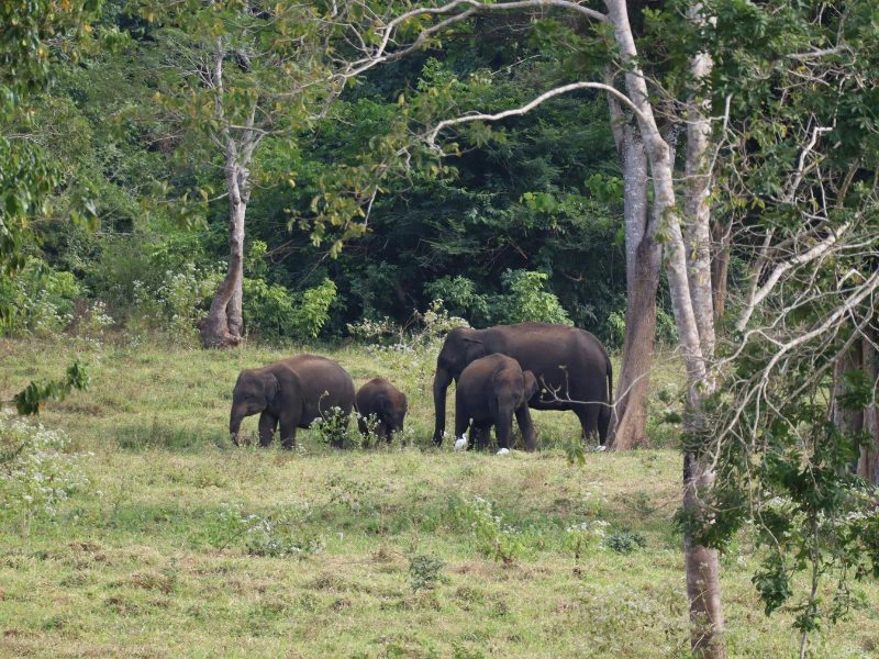 Een groep van drie olifanten loopt rustig door een open grasvlakte, omringd door dichte groene jungle en bomen. Op de achtergrond heuvelachtig landschap. De lucht is licht bewolkt en het zonlicht valt zacht op de dieren.