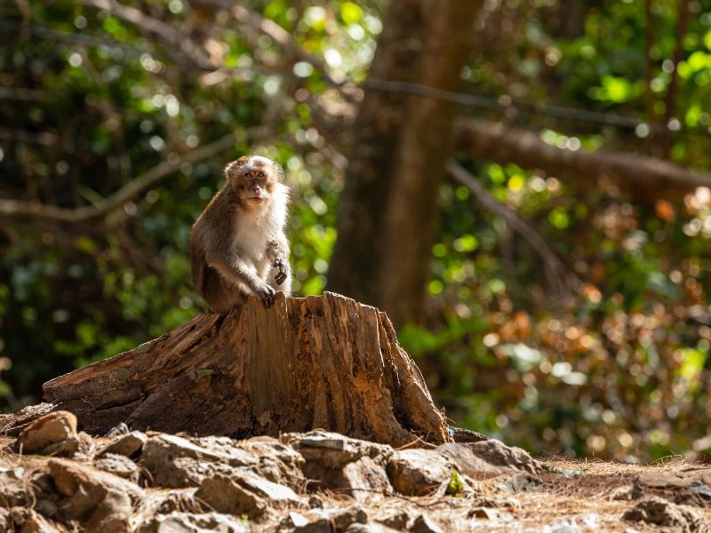 makaken con dao vietnam