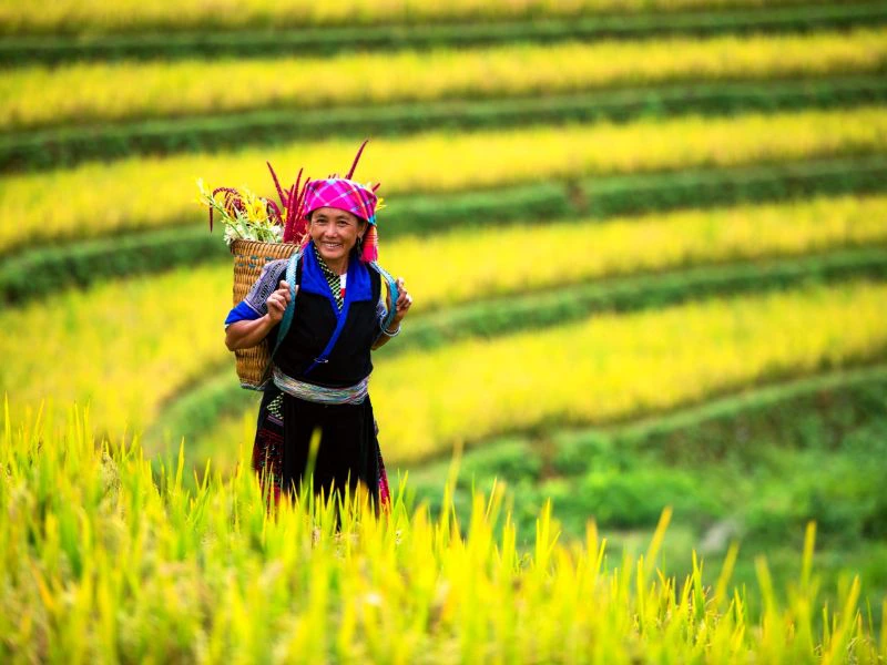 Rijstvelden bij Mu Cang Chai Vietnam