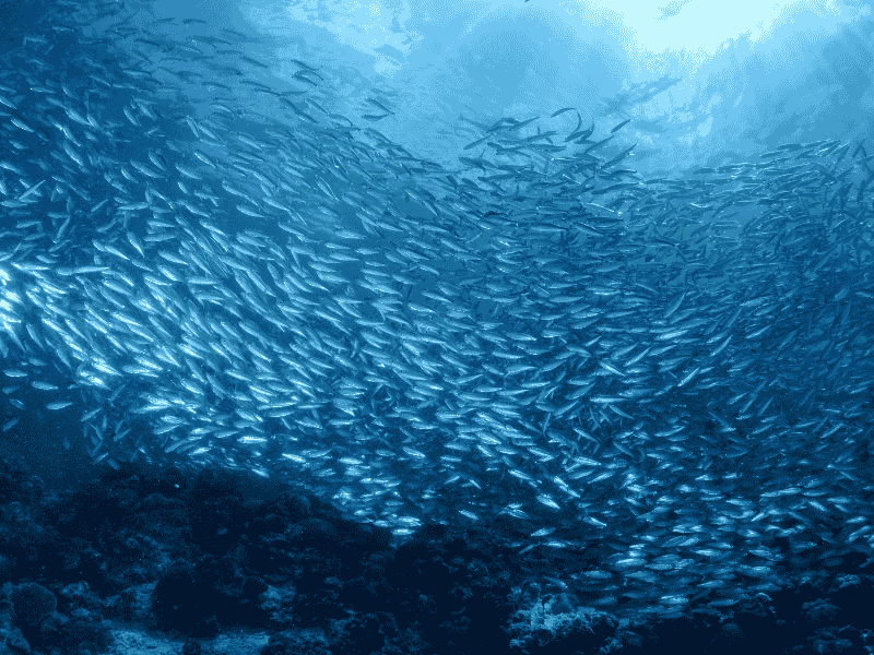 Sardine run Zuid-Afrika
