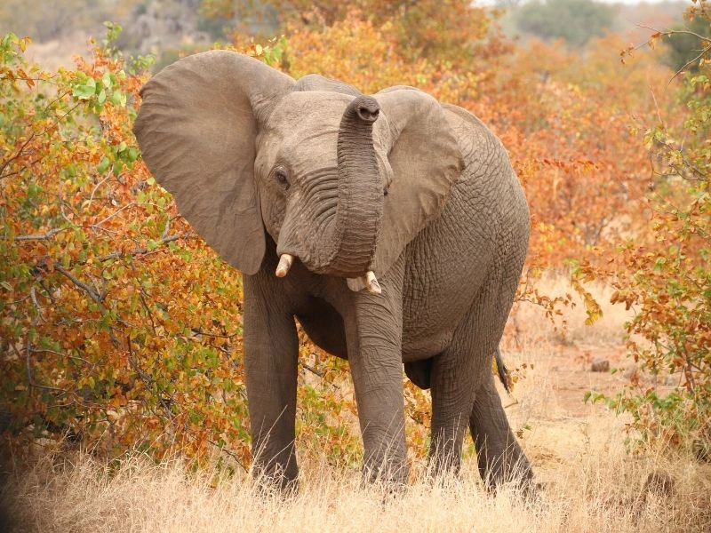 Nationaal Park Addo olifant Wild card