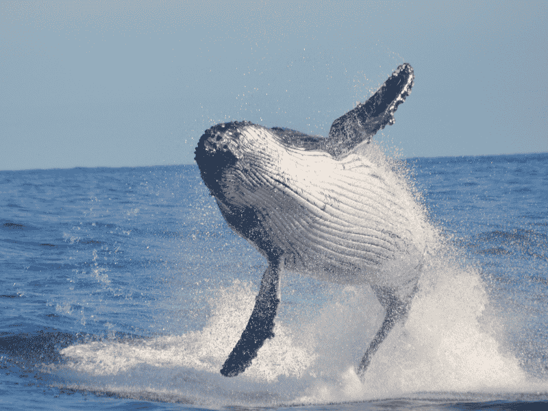 walvisseizoen zuid afrika