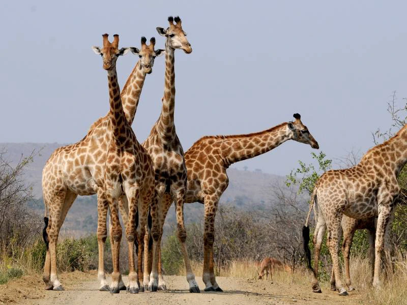 Giraffen in Zuid-Afrika