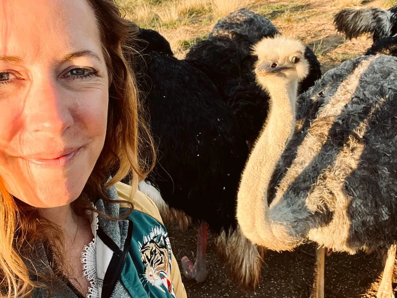 Struisvogel Oudtshoorn