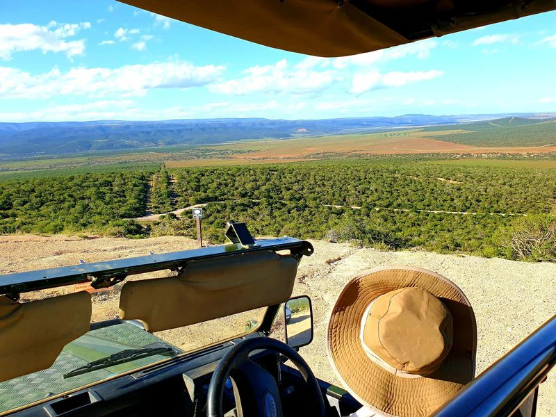 Zuid-Afrika Addo game drive