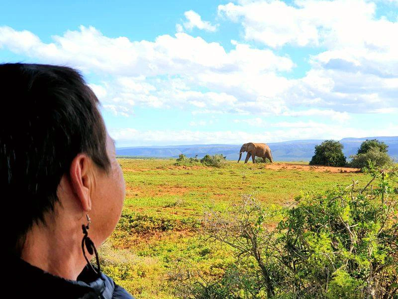 Zuid-Afrika Addo game drive