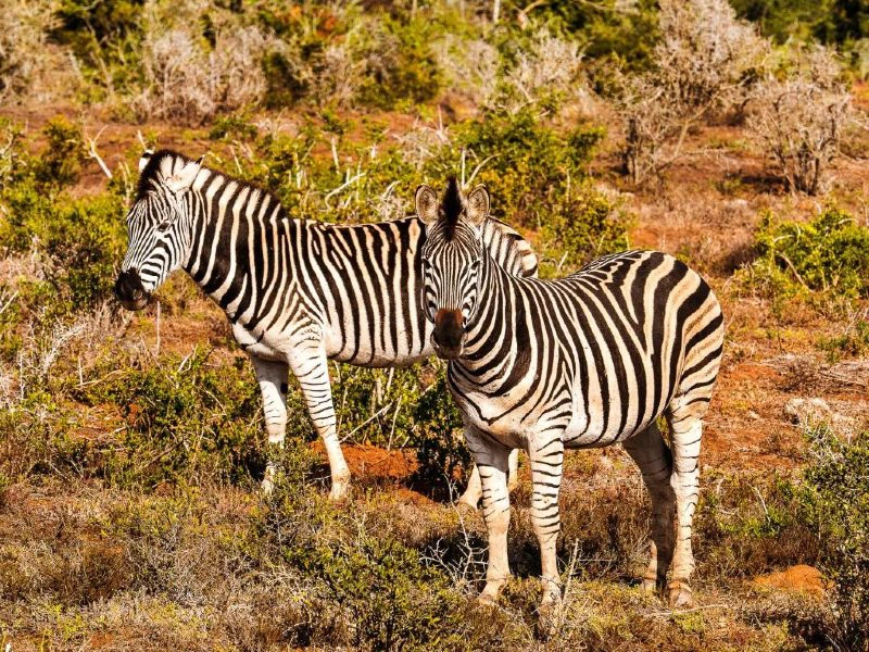 Zebra's Addo Zuid-Afrika