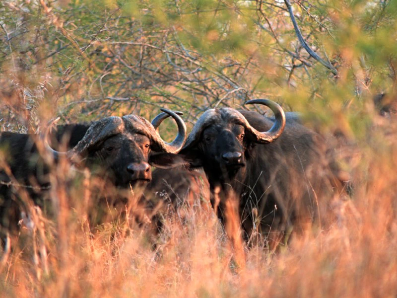 eSwatini - Mkhaya Game Reserve - buffels