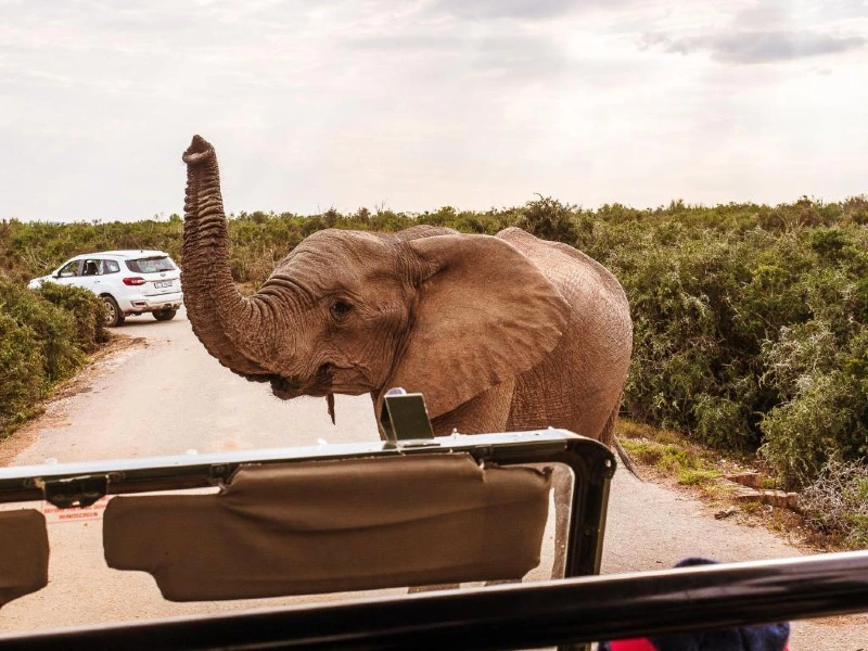 Game drive Addo Zuid-Afrika