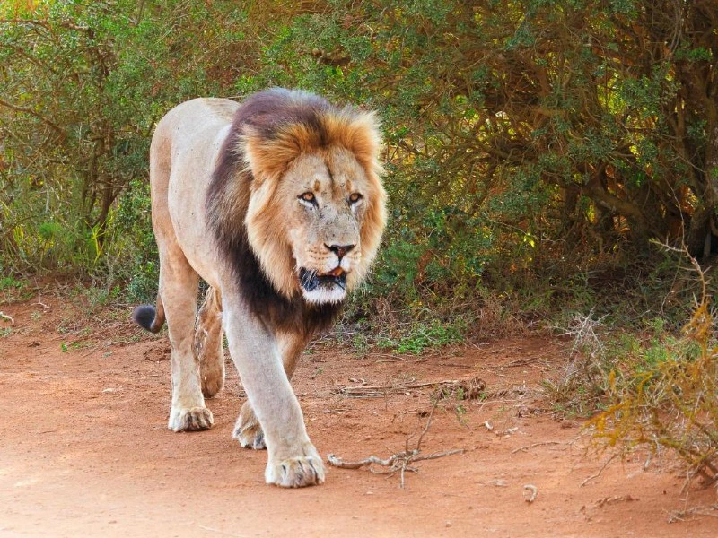 Game drive Addo Zuid-Afrika