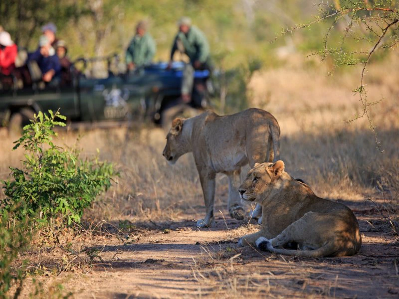Safari lodge Zuid-Afrika leeuwenjeep