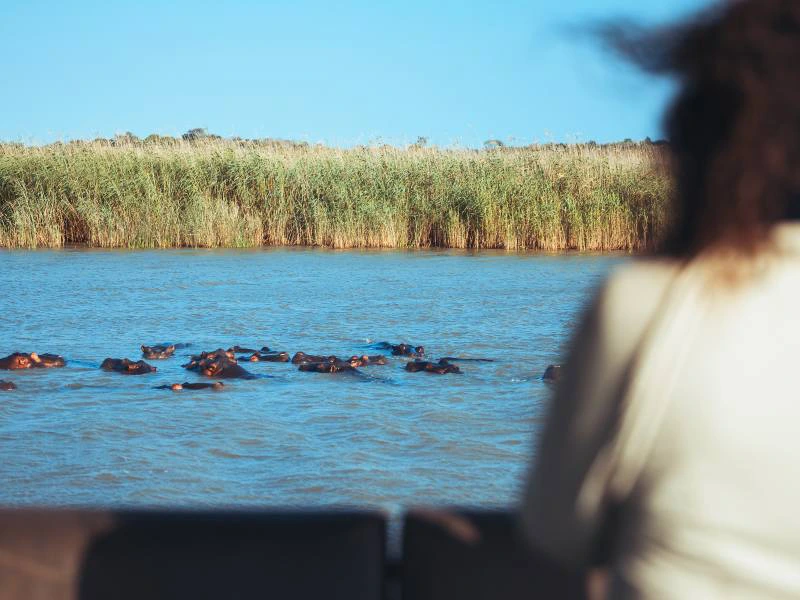 St.lucia Zuid-Afrika nijlpaarden