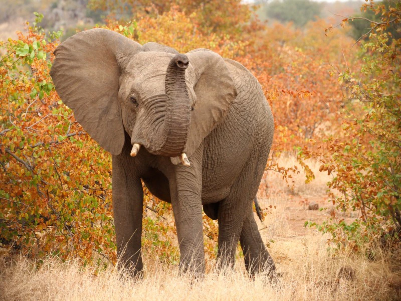 Zuid-Afrika olifant