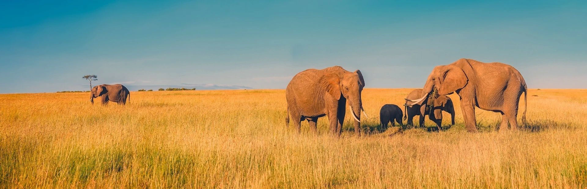 Olifanten Zuid Afrika