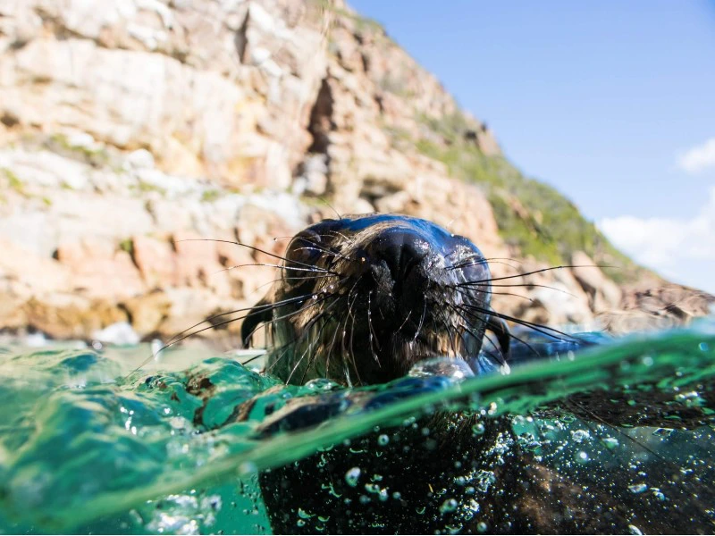 Snorkelen met zeehonden Plettenberg Zuid-Afrika