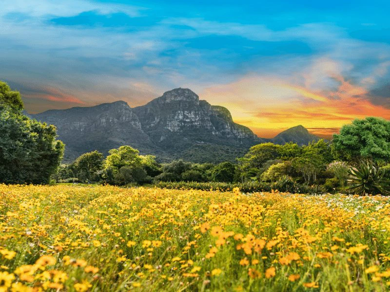 Kirstenbosch