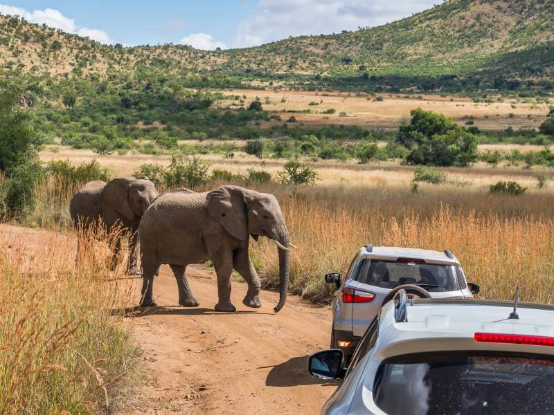 Selfdrive Pilanesberg Zuid-Afrika
