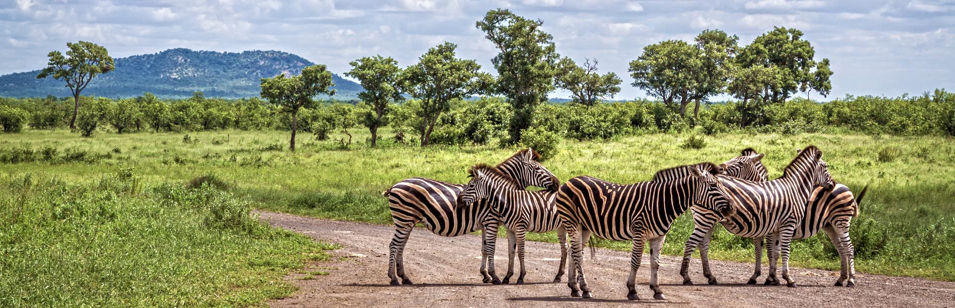 South Africa - Kruger Park - Zebra