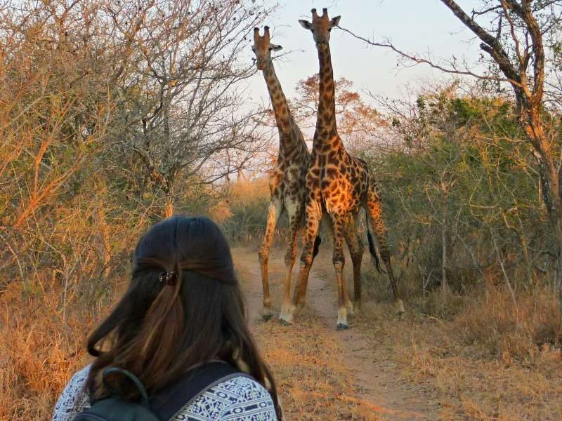 Kruger Park giraffe spotten Zuid-Afrika