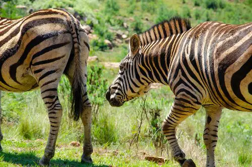 Zuid-Afrika reizen zwanger, zebra's spotten