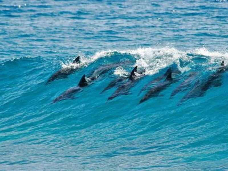 Dolfijnen zee Mozambique strand