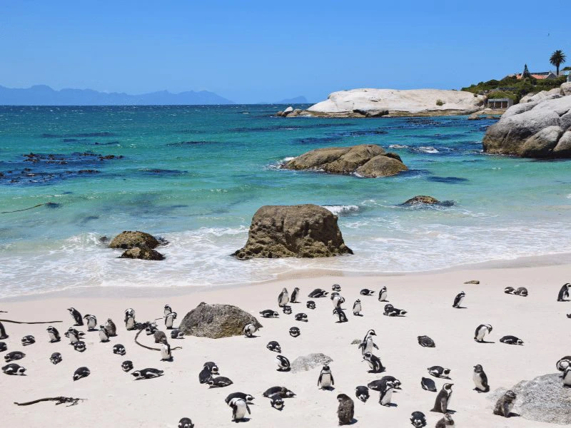Beste stranden van Zuid-Afrika, Boulders Beach
