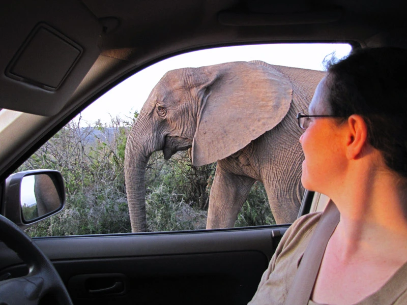 Zuid-Afrika vakantie 2023, Krugerpark olifant