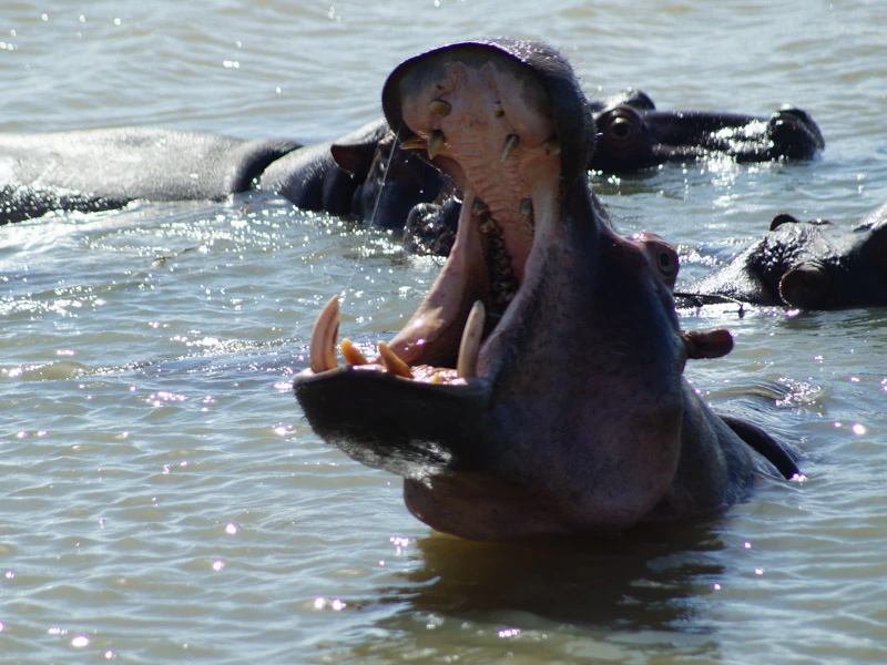 St Lucia, vakantie Zuid-Afrika 2023