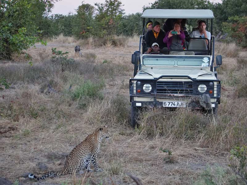 Luipaard Botswana