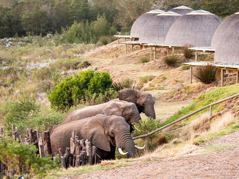 Luxe safari lodge Zuid-Afrika