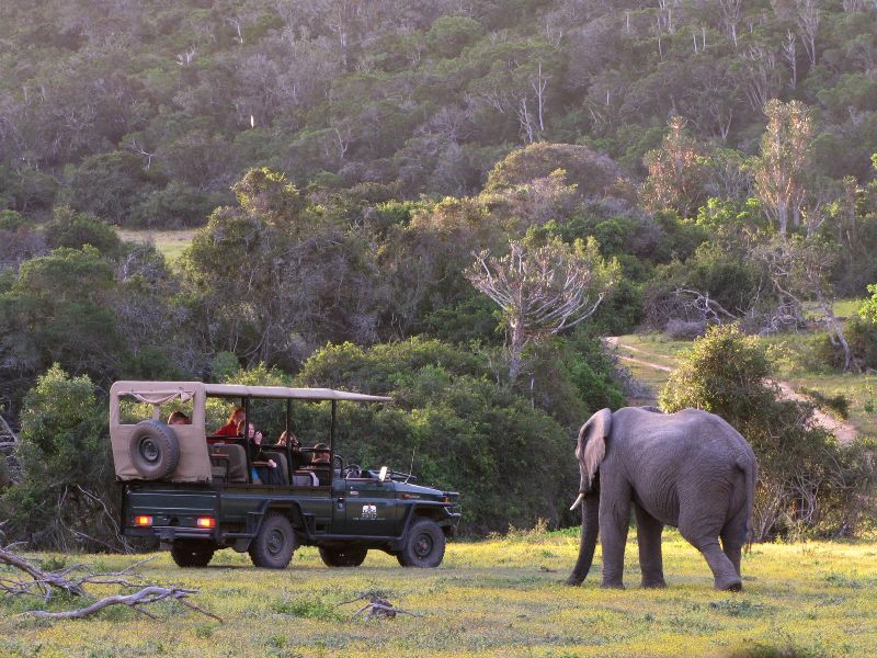 Safari Oostkaap Zuid-Afrika