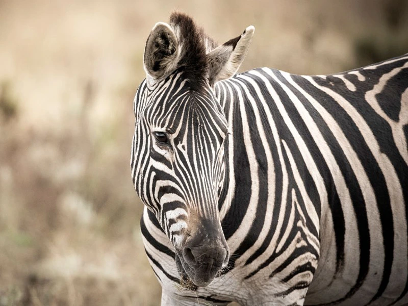Zebra spotten in Zuid-Afrika