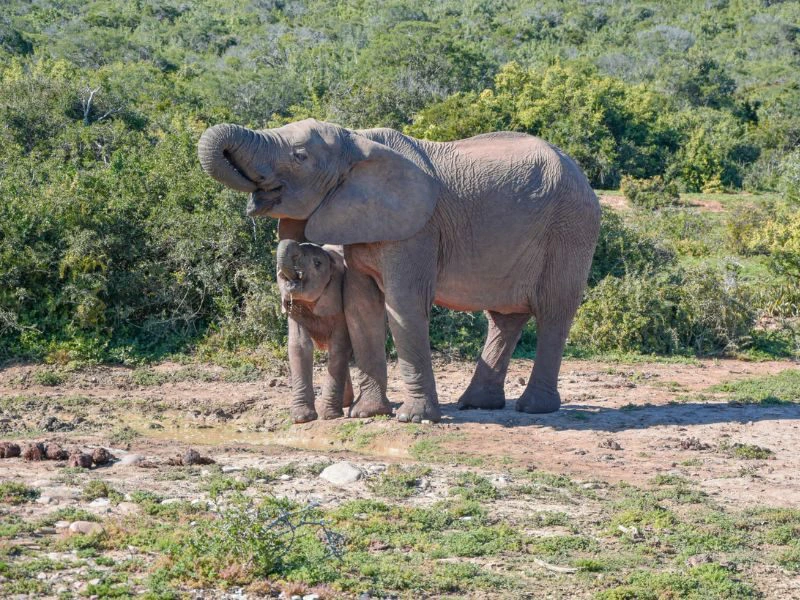 Een kleine en een grote olifant staan naast elkaar in Addo National Park in Zuid-Afrika