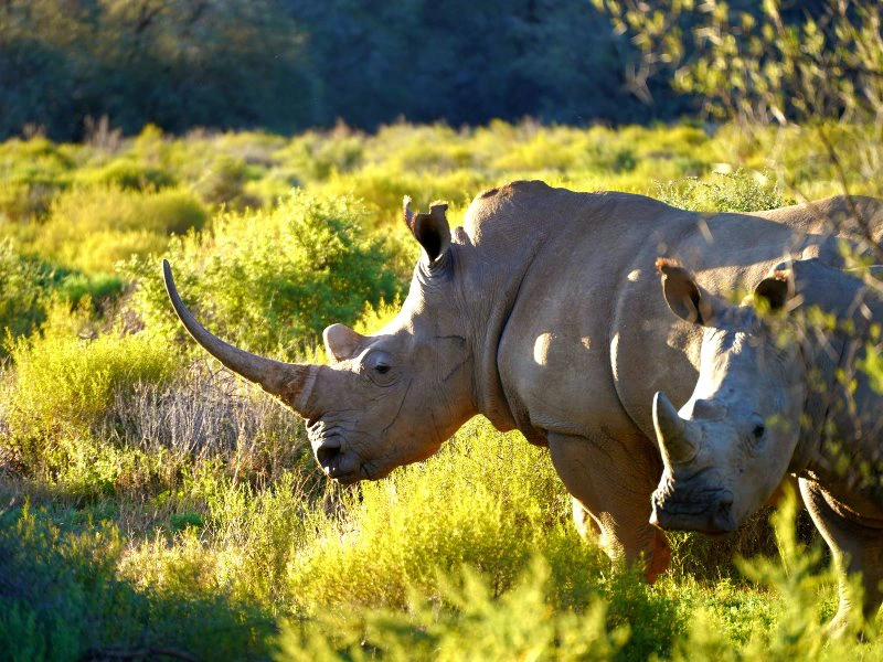 Neushoorn Zuid-Afrika