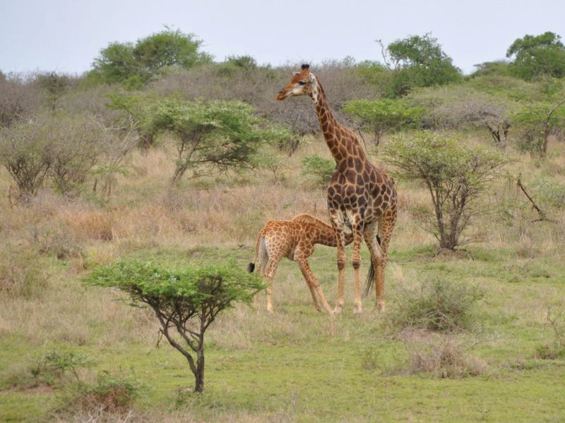Zuid-Afrika Hluhluwe-Imfolozi park