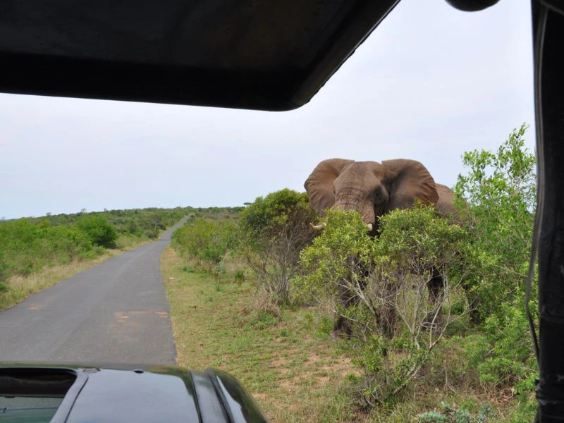 Zuid-Afrika Hluhluwe-Imfolozi park