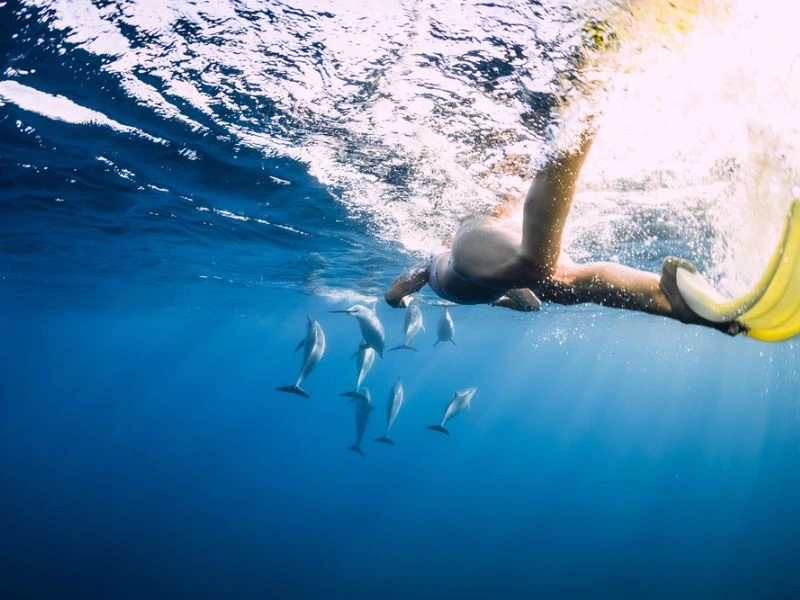 Dolfijnen Mozambique