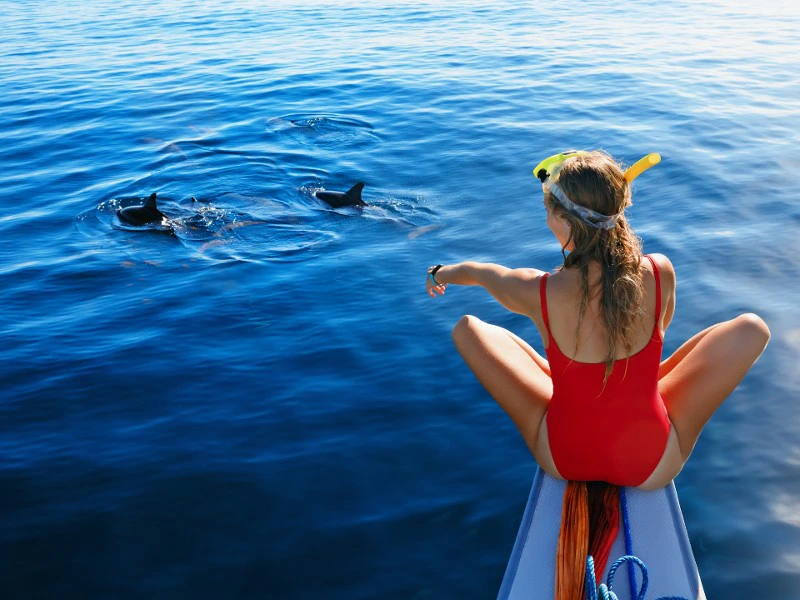 Dolfijnen spotten Mozambique