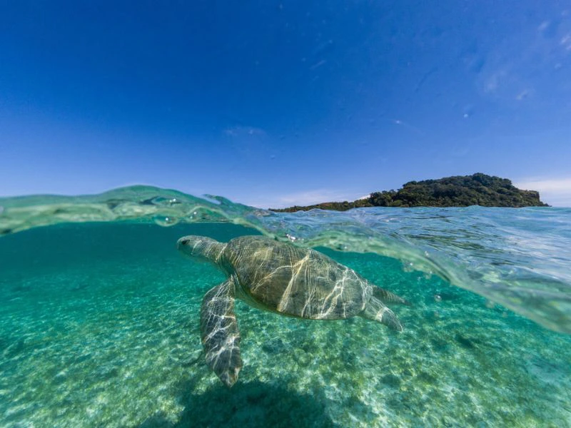 Schildpaddenseizoen Zuid-Afrika