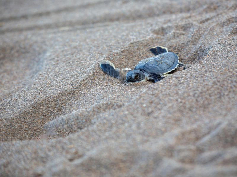 Schildpaddenseizoen St. Lucia Zuid-Afrika