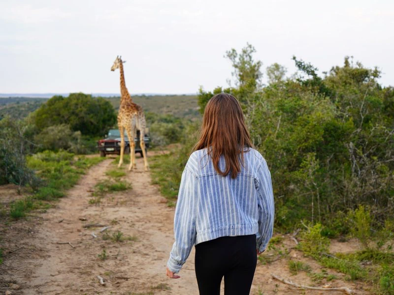 Zuid-Afrika wandelsafari giraffe