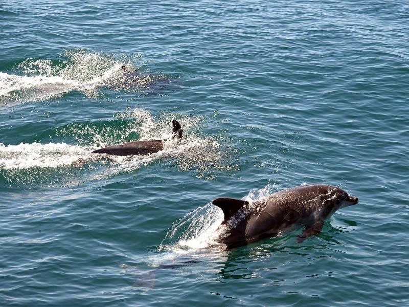 Plettenberg Bay met Riksja Travel