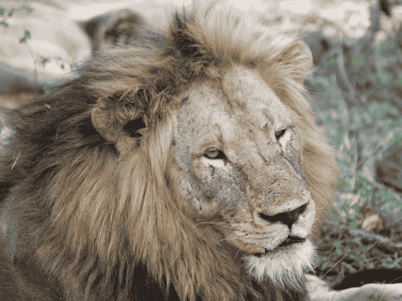 Reizigers over ons rondreis met kinderen