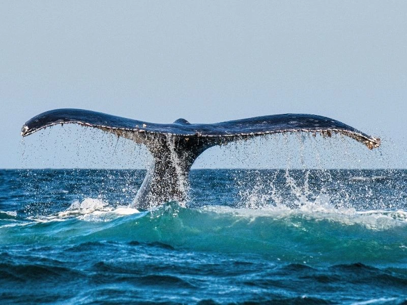 Walvissen Plettenberg Bay